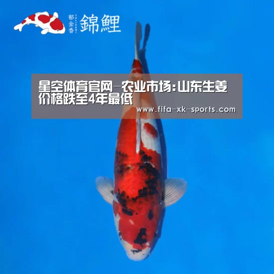 星空体育官网-农业市场:山东生姜价格跌至4年最低(图2) 星空体育中国